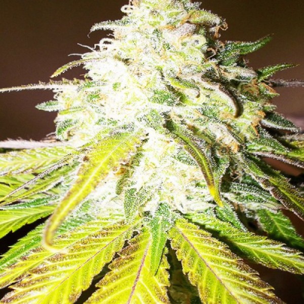 Auto Sour Diesel Feminised seeds