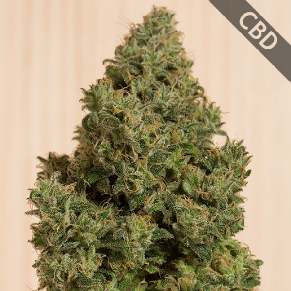 Насіння CBD Blue Dream Feminised