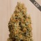 Насіння CBD Green Crack Feminised