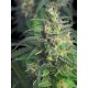 Auto Gnomo Feminised seeds