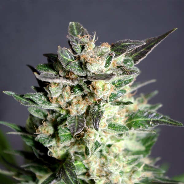 CBD BCN Diesel Feminised