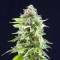 Cookies Haze Feminised seeds