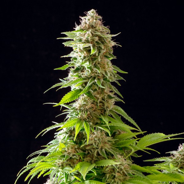 Cookies Haze Feminised seeds