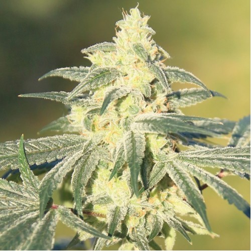 Diesel Glue Feminised