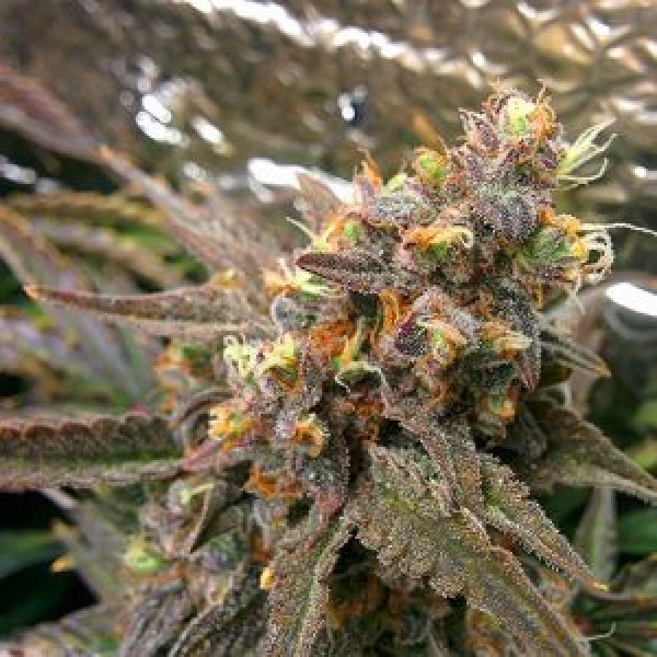 Насіння Auto Ginger Punch Feminised