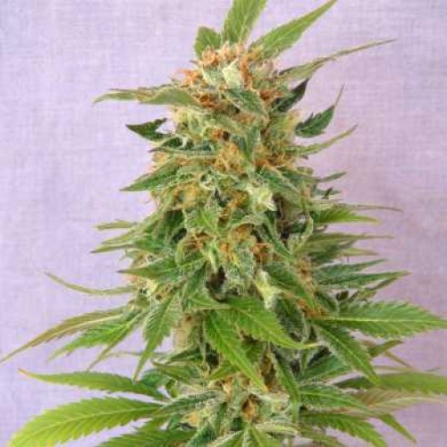 Насіння Auto Ginger Punch Feminised