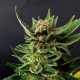 Gypsy Kush Feminised Gypsy Kush Feminised