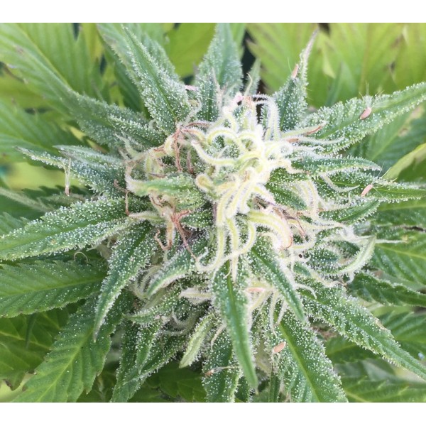 Насіння Gypsy Kush Feminised