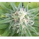Gypsy Kush Feminised Gypsy Kush Feminised