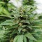 Karibbean Mango Feminised seeds