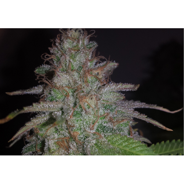 Karibbean Mango Feminised seeds