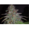 Karibbean Mango Feminised seeds