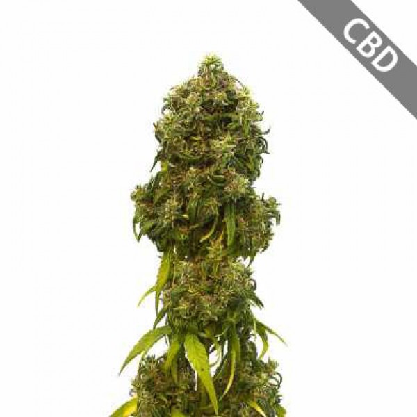 Auto CBD Swiss Dream Feminised