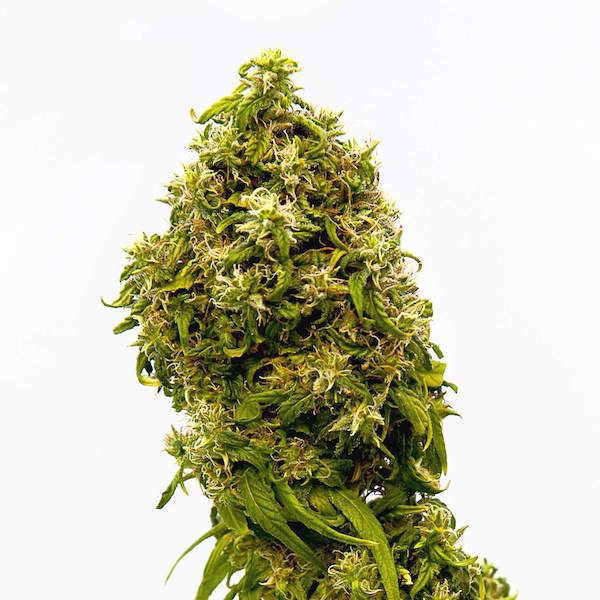 Auto CBD Swiss Dream Feminised