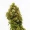 Auto CBD Swiss Dream Feminised