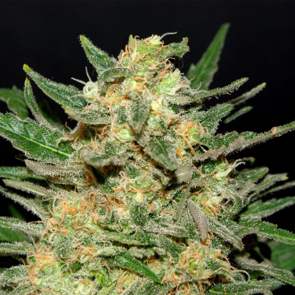 Thai Fantasy Feminised seeds