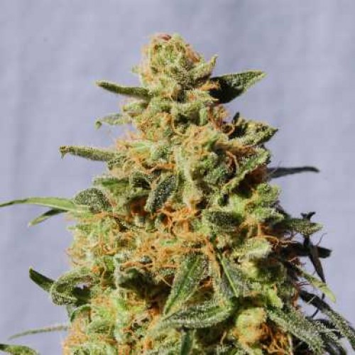 White Domina Feminised seeds