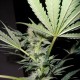 Alter Ego Feminised seeds