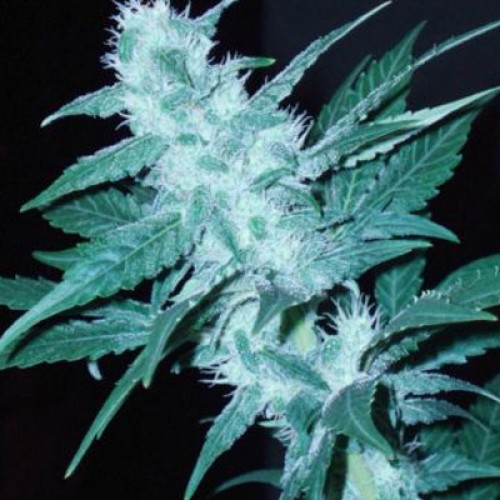 Auto Neuron Feminised seeds
