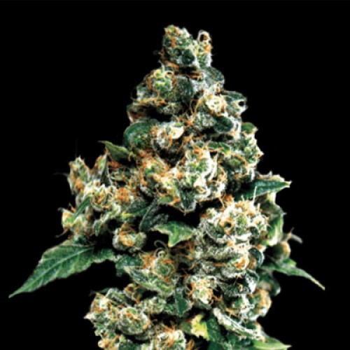 Auto Phoenix Feminised seeds