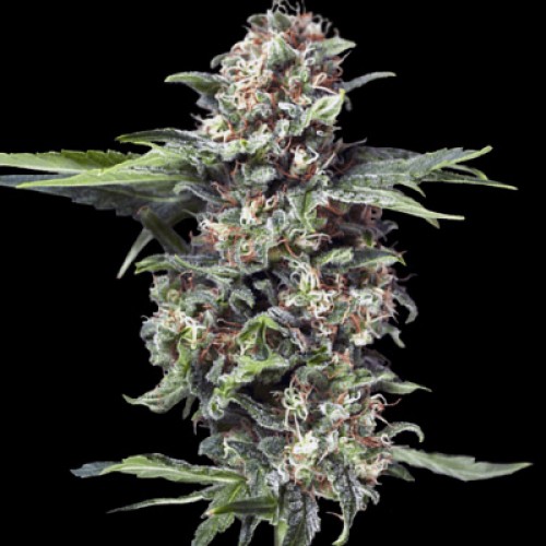 Auto Stress Brake Feminised seeds