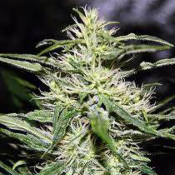 Насіння Jack Herer Feminised