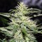 Насіння Jack Herer Feminised