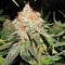 Насіння Jack Herer Feminised