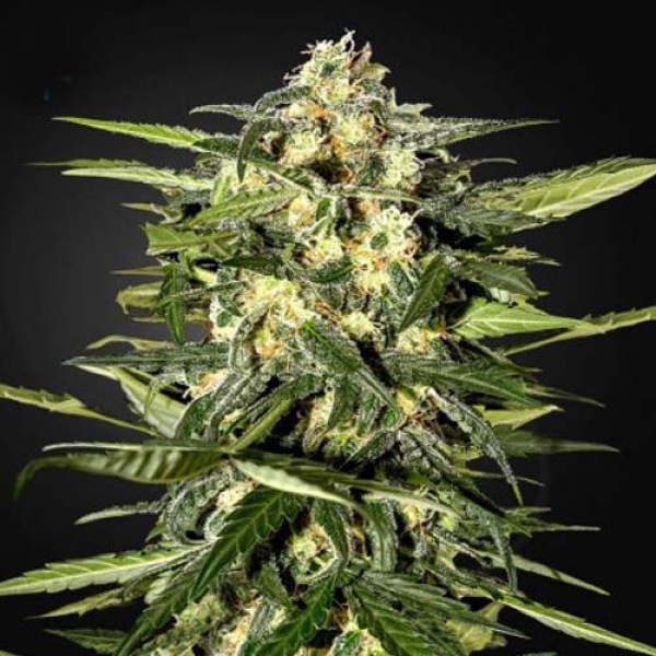 Насіння Jack Herer Feminised