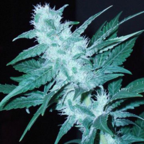 Neuron Feminised seeds