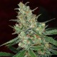 Alter Ego Feminised seeds