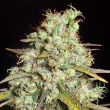 Насіння Silver Haze Feminised