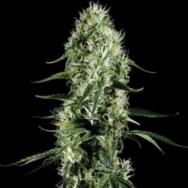 Насіння Silver Haze Feminised