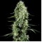 Насіння Silver Haze Feminised