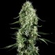 Silver Haze Feminised Silver Haze Feminised