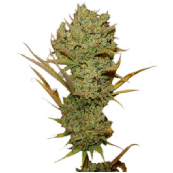 Насіння Silver Haze Feminised