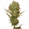 Насіння Silver Haze Feminised