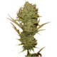Silver Haze Feminised Silver Haze Feminised