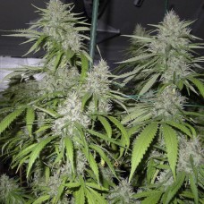 Насіння Auto Amnesia Feminised