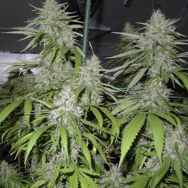 Auto Amnesia Feminised seeds