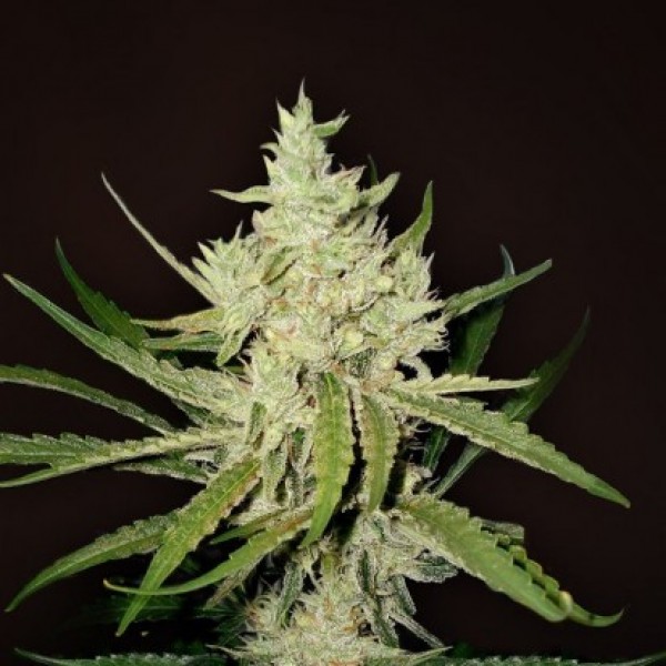 Auto Amnesia Feminised seeds