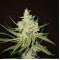 Auto Amnesia Feminised seeds