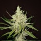 Auto Amnesia Feminised Auto Amnesia Feminised
