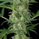 Насіння Auto Cheese Feminised Насіння Auto Cheese Feminised