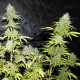 Насіння Auto Cheese Feminised Насіння Auto Cheese Feminised