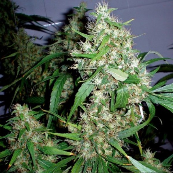 Насіння Auto Jack Herer Feminised