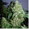 Насіння Auto Jack Herer Feminised