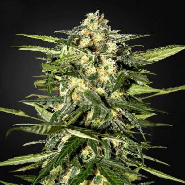 Насіння Auto Jack Herer Feminised