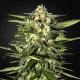 Auto Jack Herer Feminised