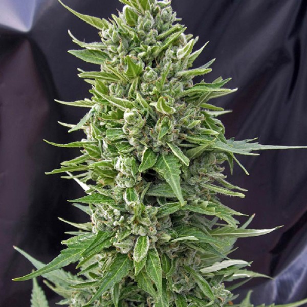 Насіння Auto Northern Light Feminised
